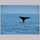 20. en opnieuw een prachtige staart wanneer de walvis zijn duik neemt.JPG